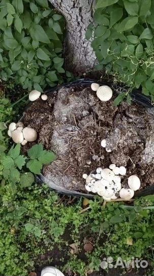 Грибной субстрат отработанный