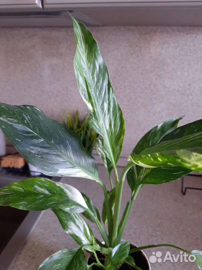 Редкие спатифиллумы