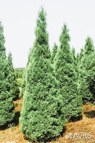 Туя западная Холмструп Thuja осс. Holmstrup 140+ с