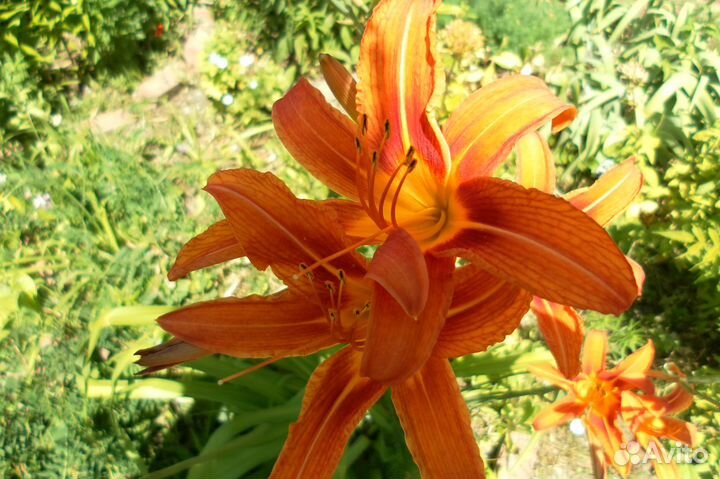 Лилейники сортовые