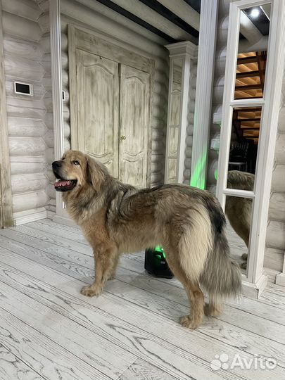 Собака для вязки