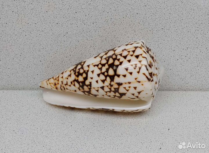 Конус Мармореус 10,6 морская ракушка раковина