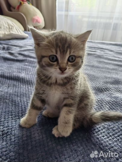 Британские котята