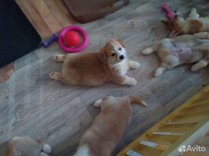 Вельш-корги пемброк