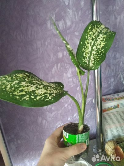 Диффенбахия комнатный цветок