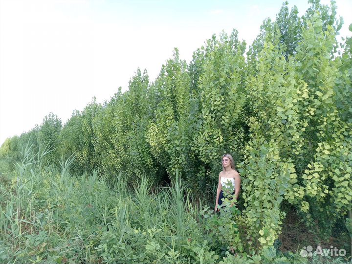 Жёлтая акация бобовник