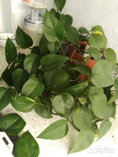 Комнатные цветы антуриум