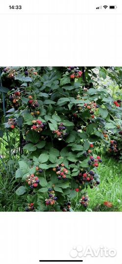 Ежевика торнфри саженцы