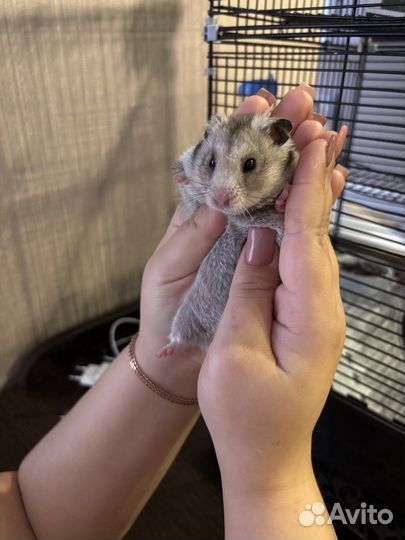 Сирийский хомяк