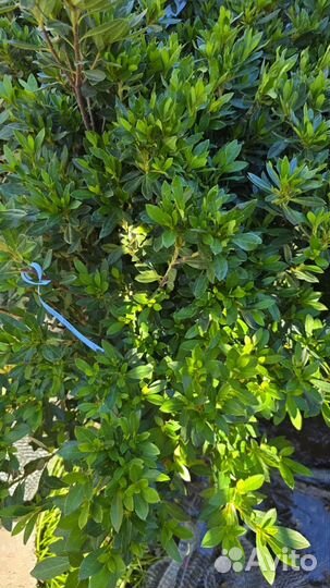 Продаются восхитительные азалии для вашего сада