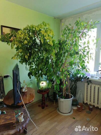 Фикус бенджамина