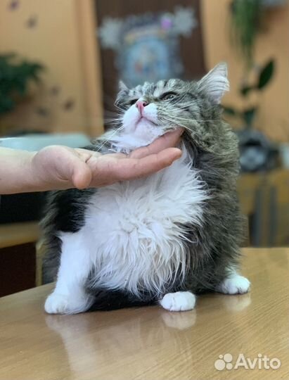 Кошки породистые