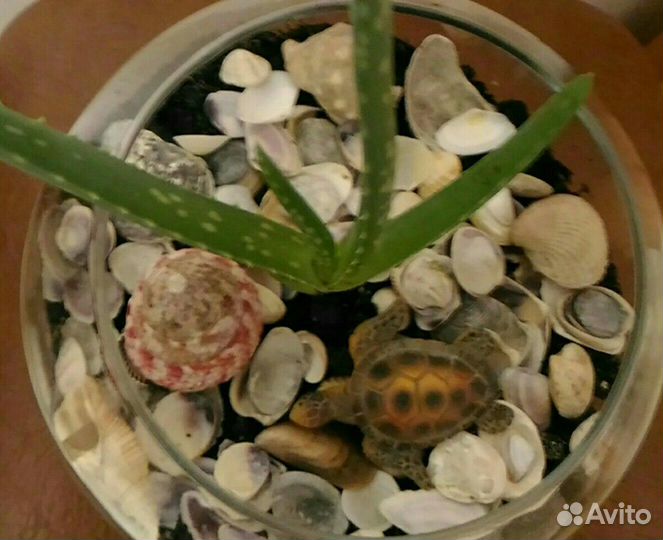 Флорариум с алоэ вера