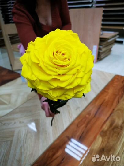 Живая роза 14-16 см диаметром не завянет 5 лет, от