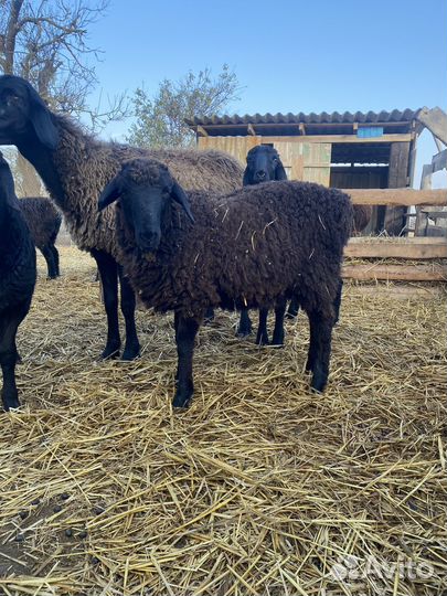 Баран 6 месяцев