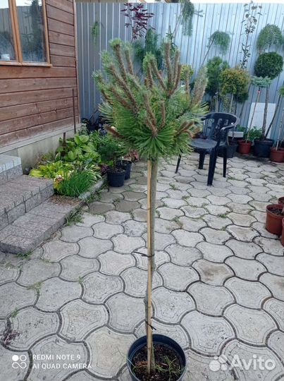 Сосна миникин на штамбе