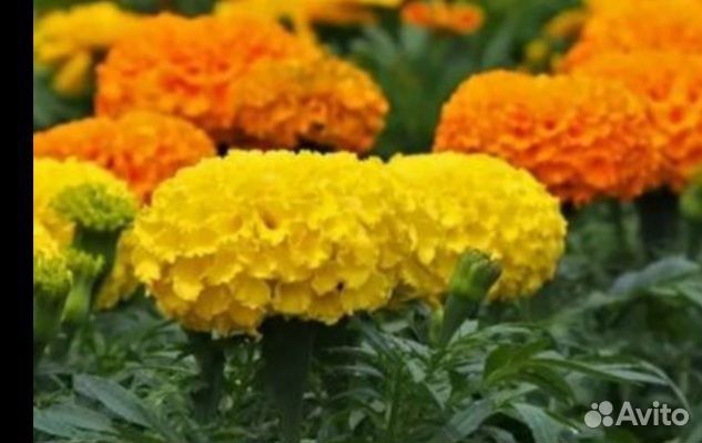 Цветы цинии, бархатцы-шафраны, календула, астры