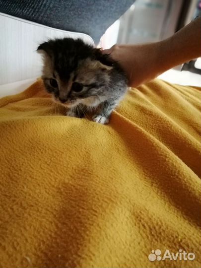Котята в добрые руки бесплатно