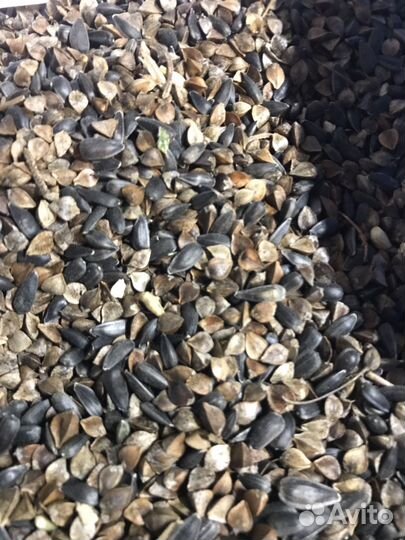 Гречиха + семечка