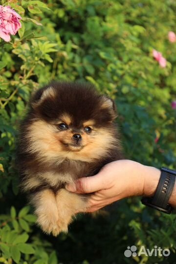 Померанский шпиц мальчик