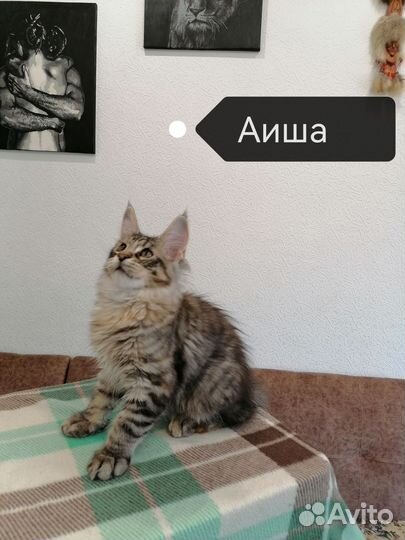 Котята мейн-кун