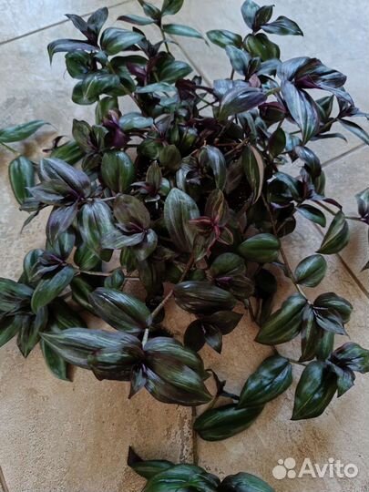 Традесканции и диффенбахия пятнистая