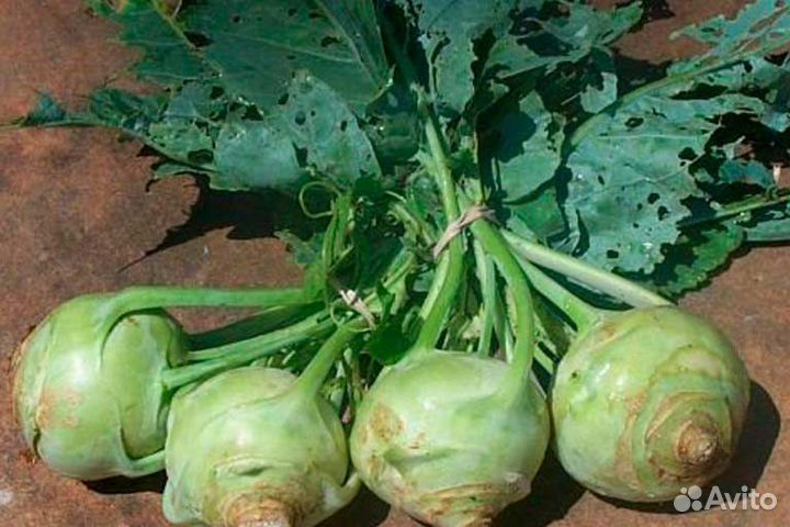 Семена капусты