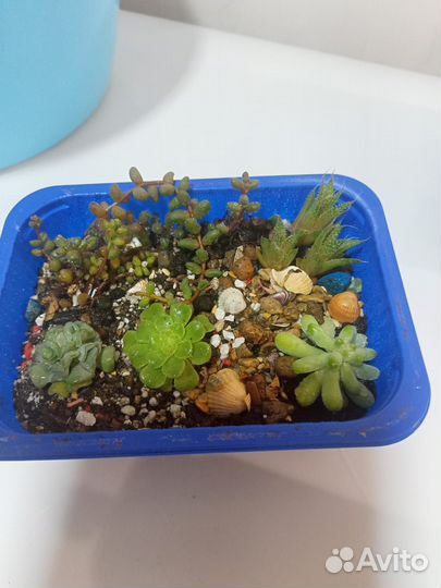 Кактусы и суккуленты