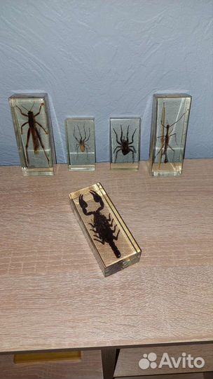 Коллекция насекомых