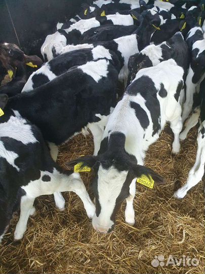 Бычки телята