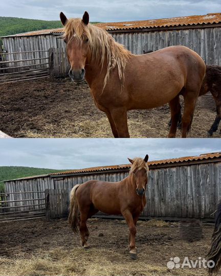 Продам жеребца