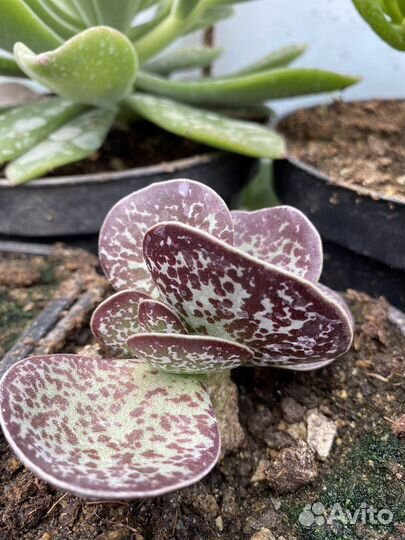 Суккуленты