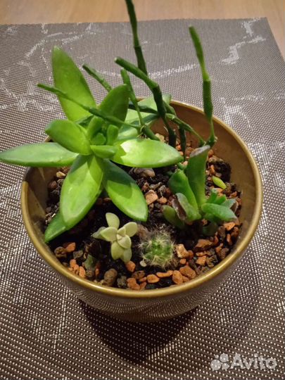 Суккуленты в композиции