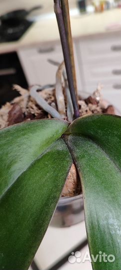 Орхидея фаленопсис бабочка