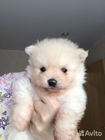 Продаю щенков