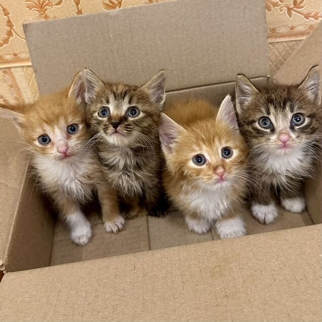 Котёнок в добрые руки