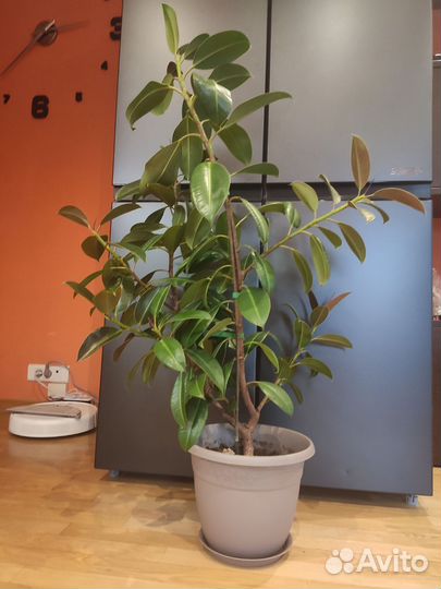 Фикус каучуконосный большой