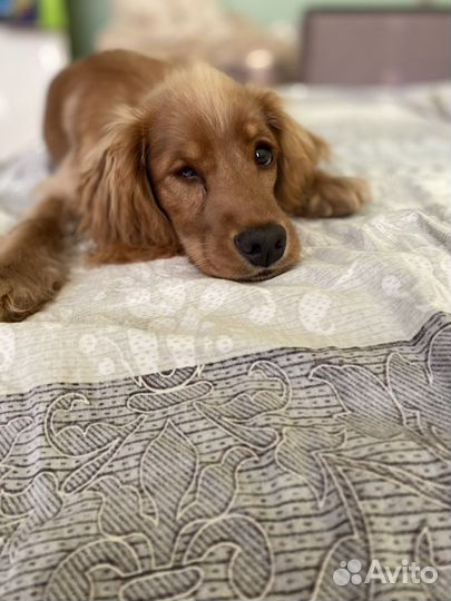 Кокер спаниель