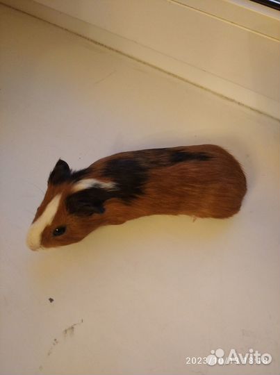 Малыши морской свинки