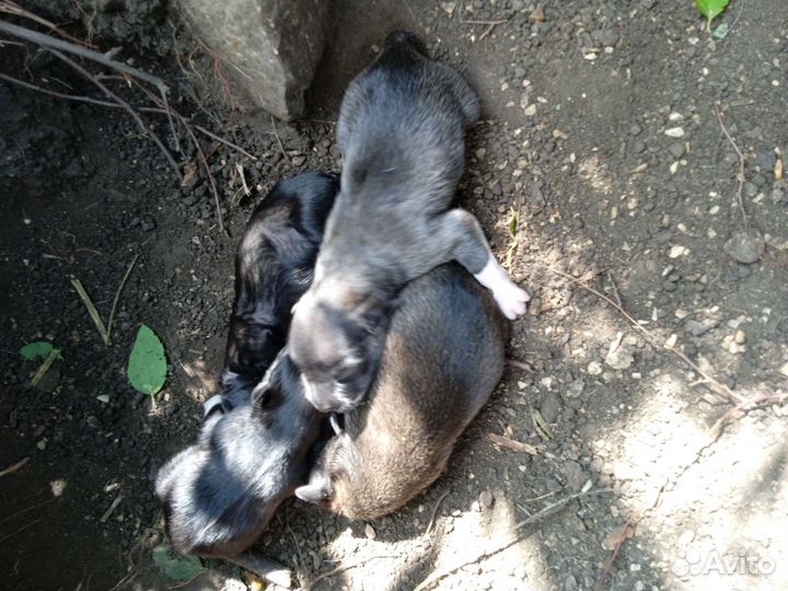 Щенки помесь Алабая бесплатно все девочки