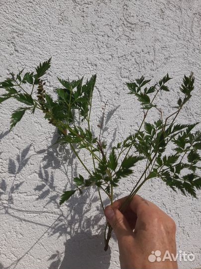 Астильба белая карликовая