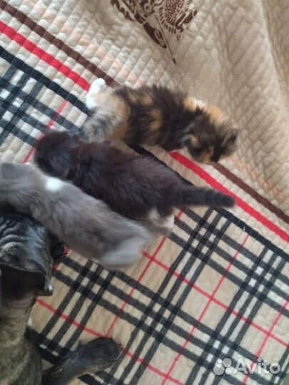 Трехцветная кошка