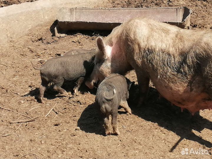 Вьетнамские свиньи, поросята