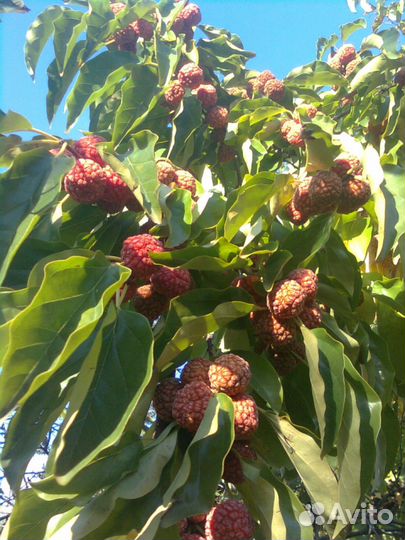 Продам саженцы Кудрании клубничное дерево