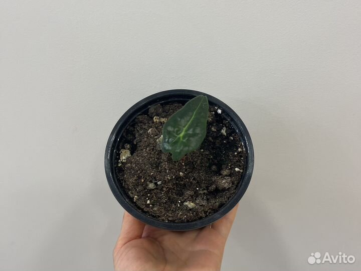 Алоказия Амазоника