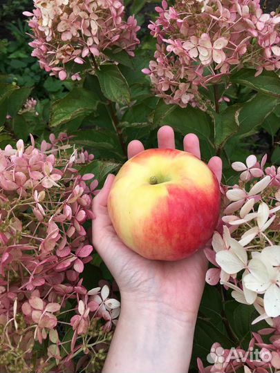 Яблоки и груши