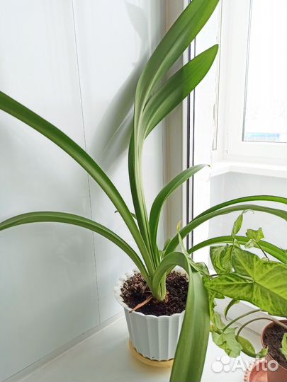 Комнатные цветы