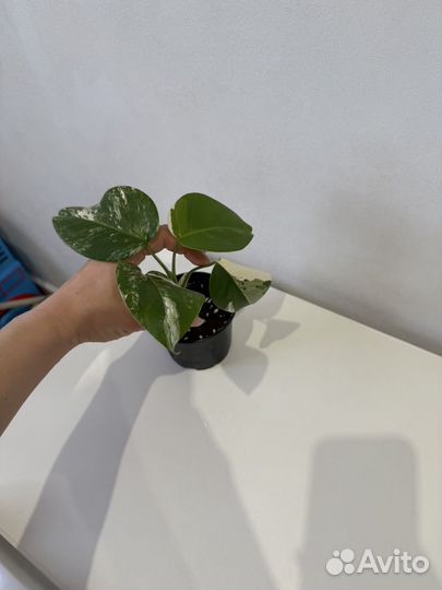 Монстера альба макушка