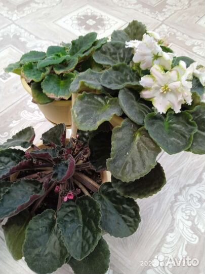 Комнатные цветы