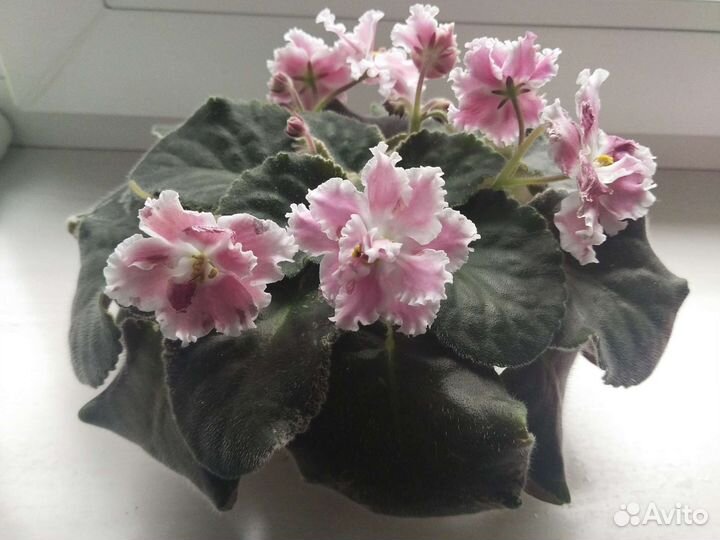 Фиалки листики, детки, взрослые